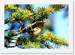 hippiainen Goldcrest 8453 * 800 x 566 * (510KB)
